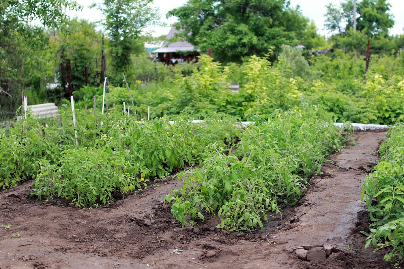 backyard vegetable garden