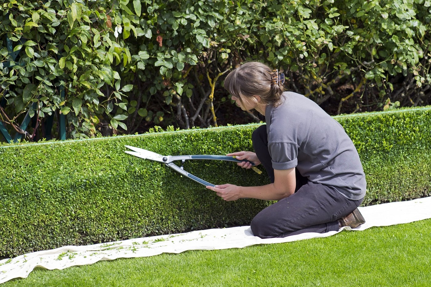 The Art of Pruning: Shaping and Maintaining Healthy Plants