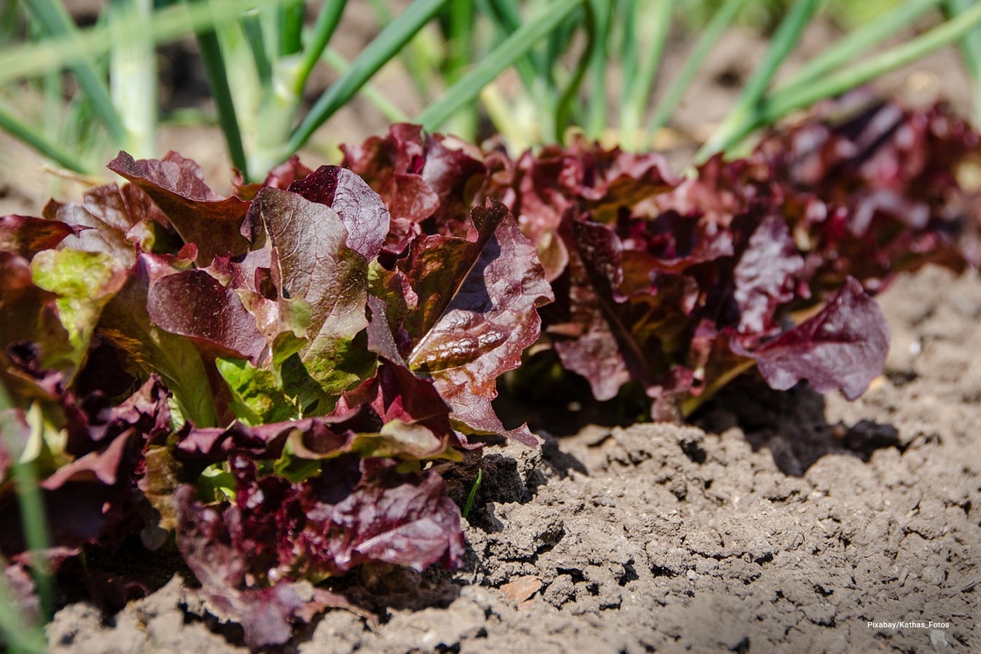 Vegetable garden