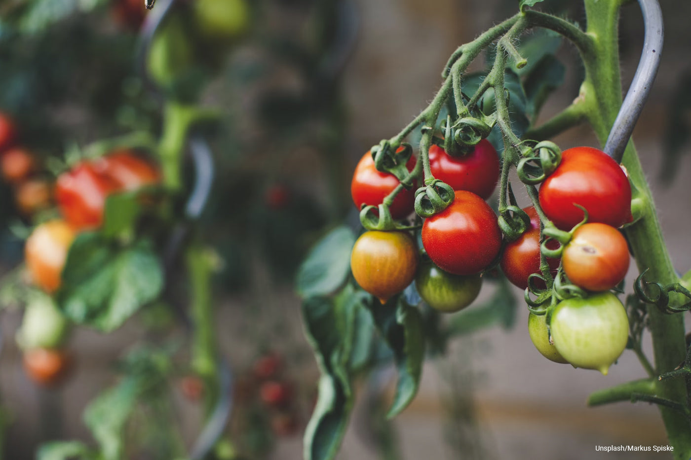 Close up shot of tomatoes