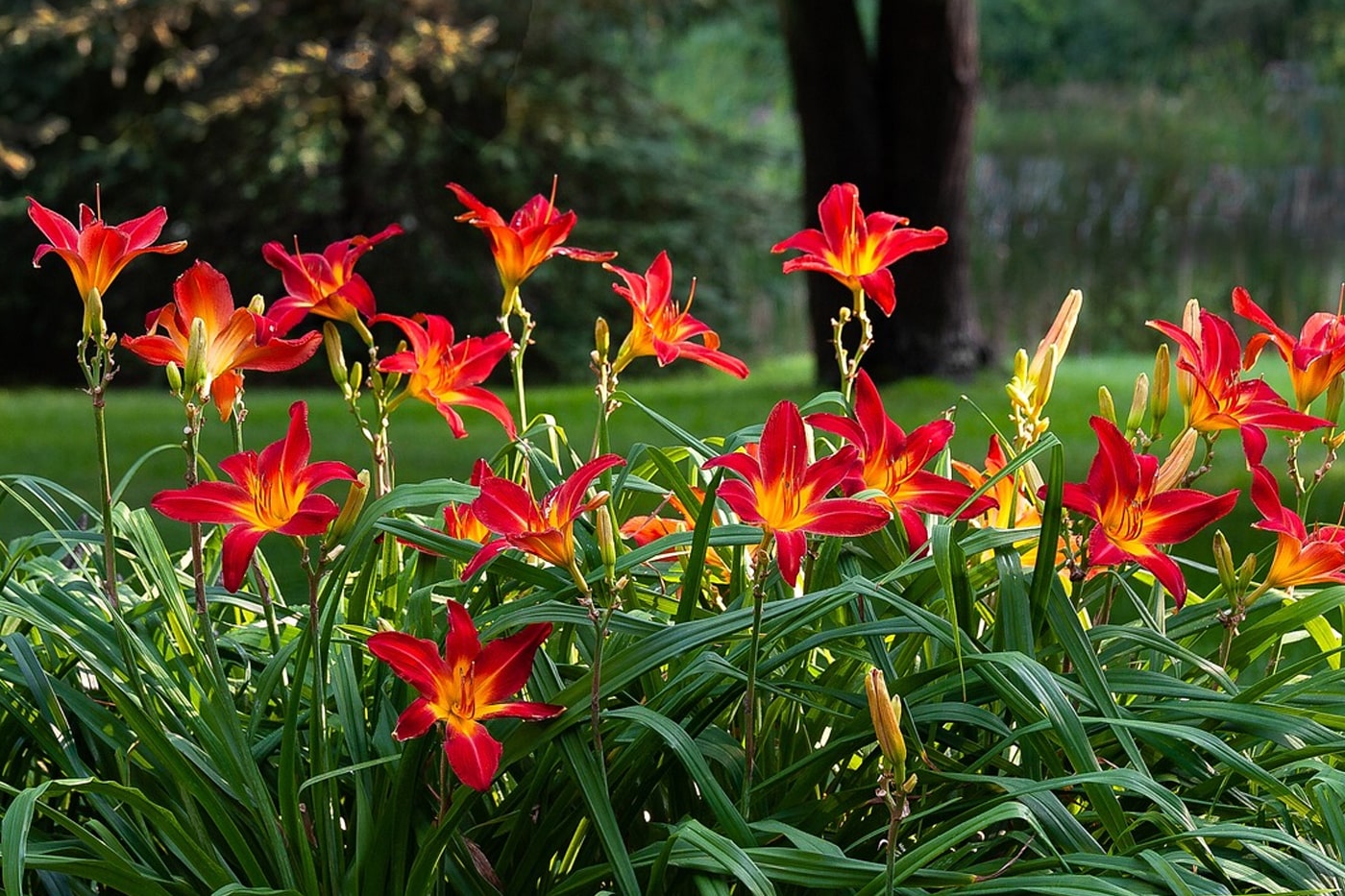 Daylilies