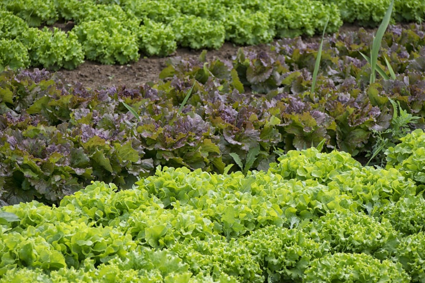 Best fertilizer for vegetable garden