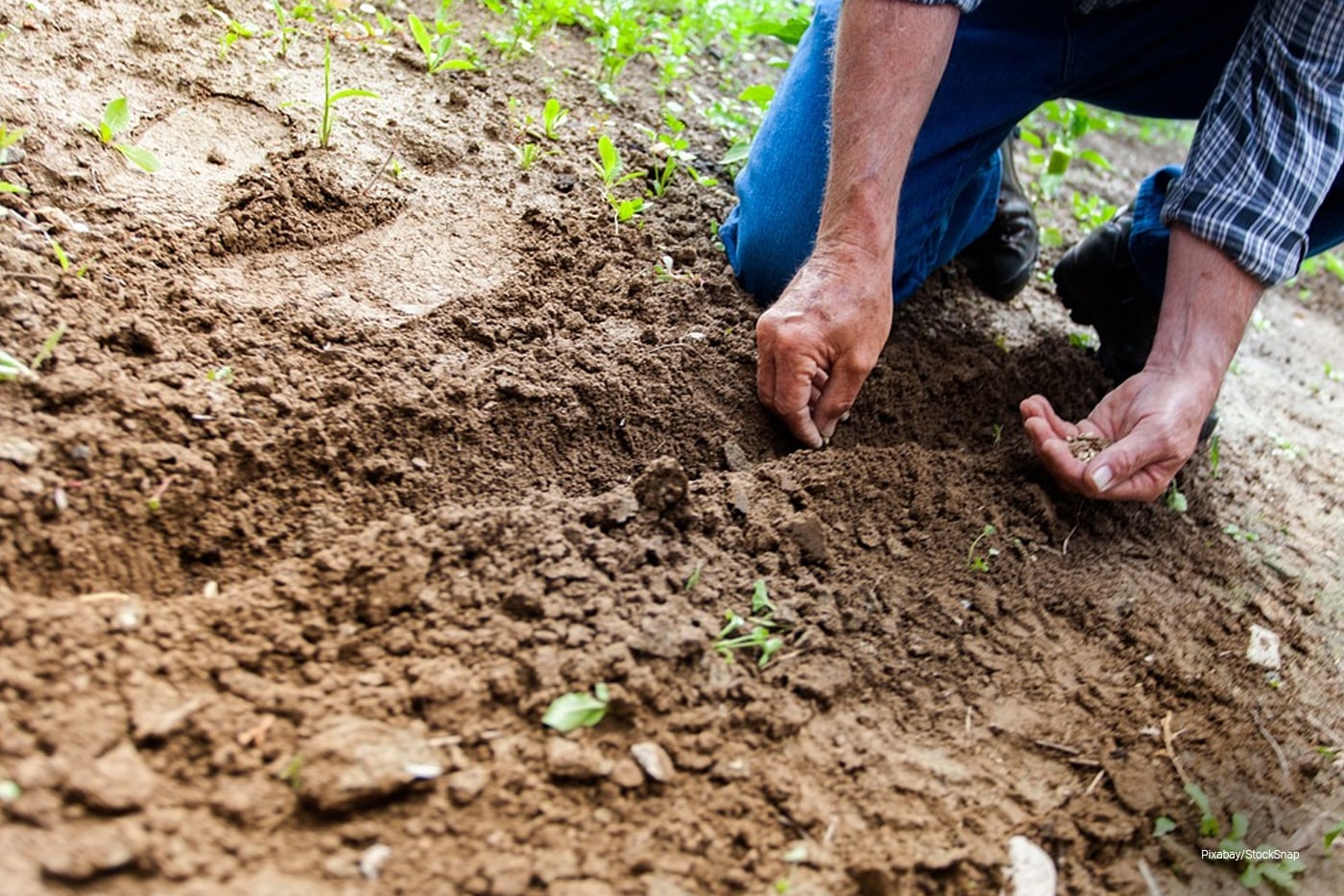 man planting seed