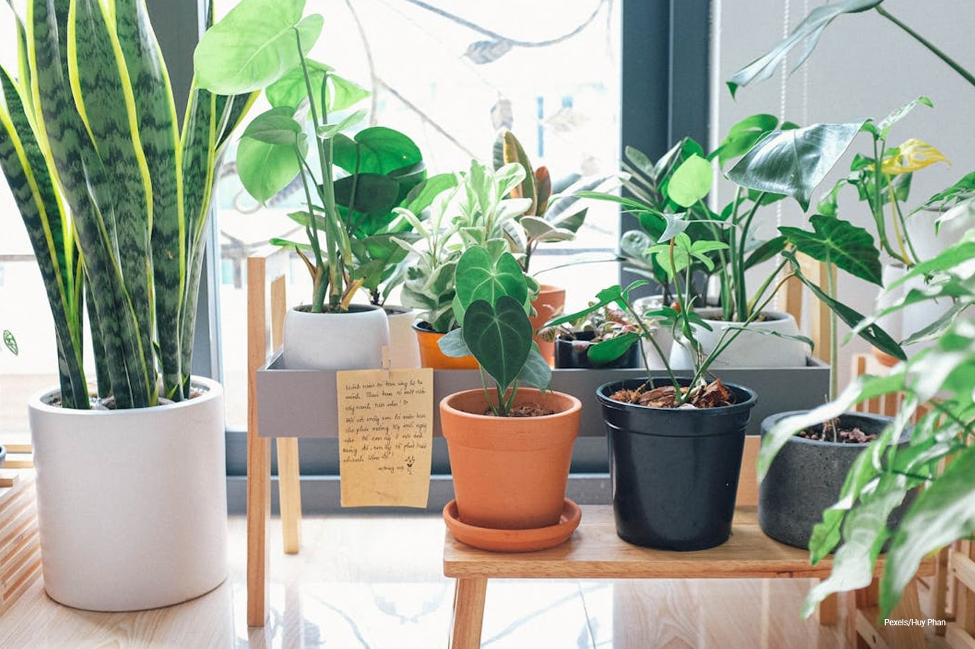 indoor plants