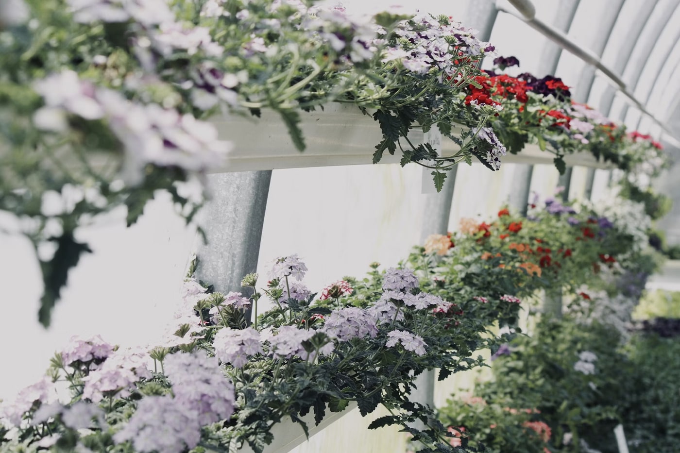green house spring flowers