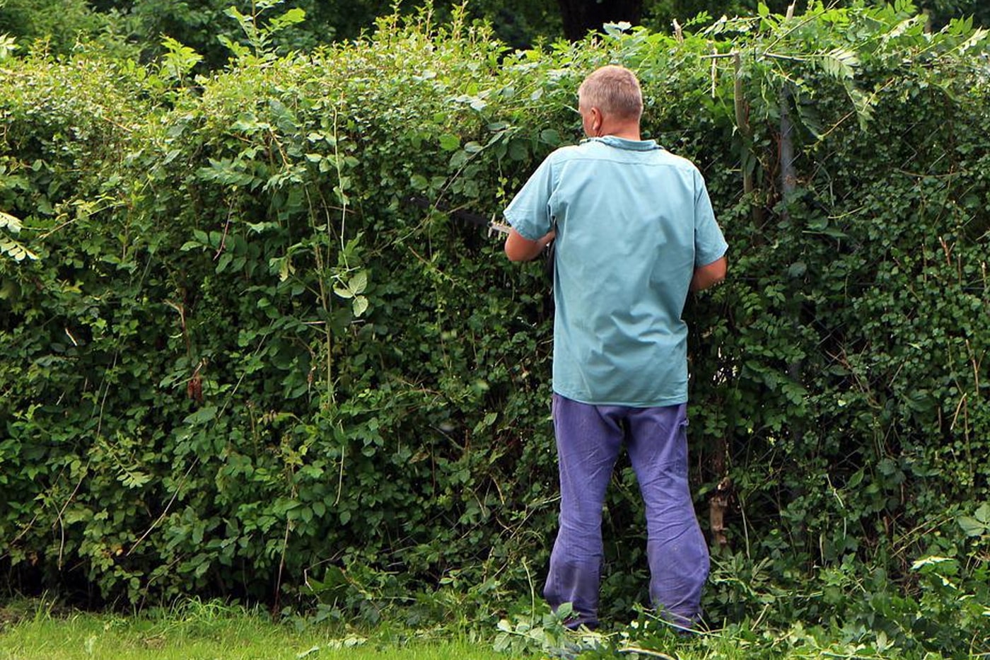 gardening trimming shrubs