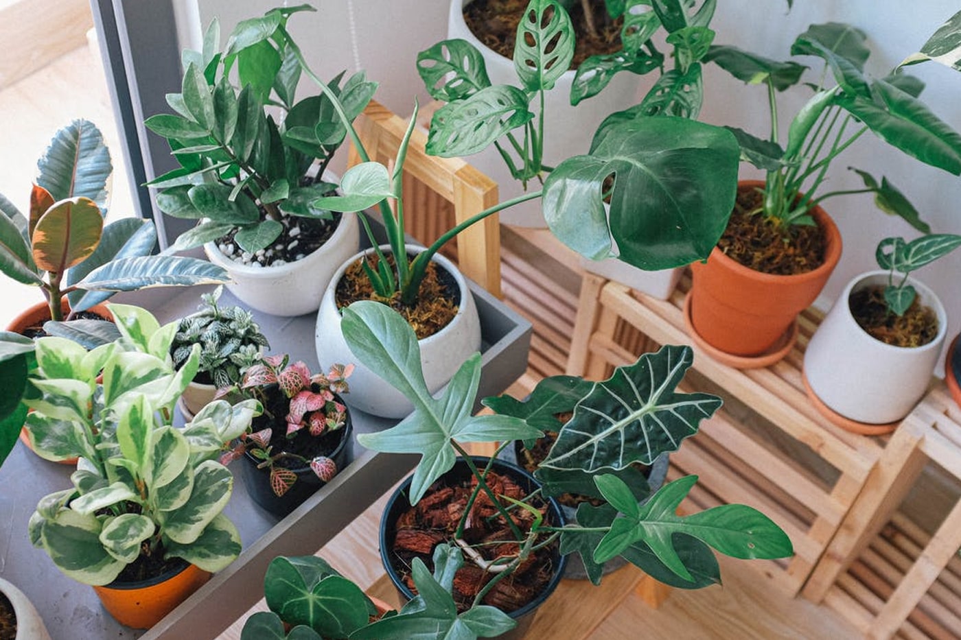 Using Humic Acid Fertilizer for Your Houseplants