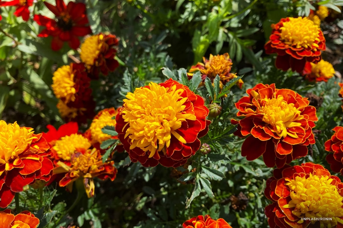 Using Ornamental Plants in Foundation Landscaping