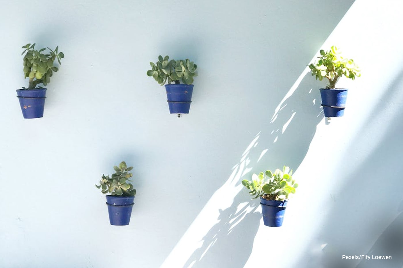 Potted plants on wall