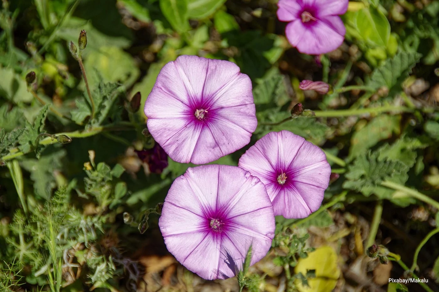 morning glory flower
