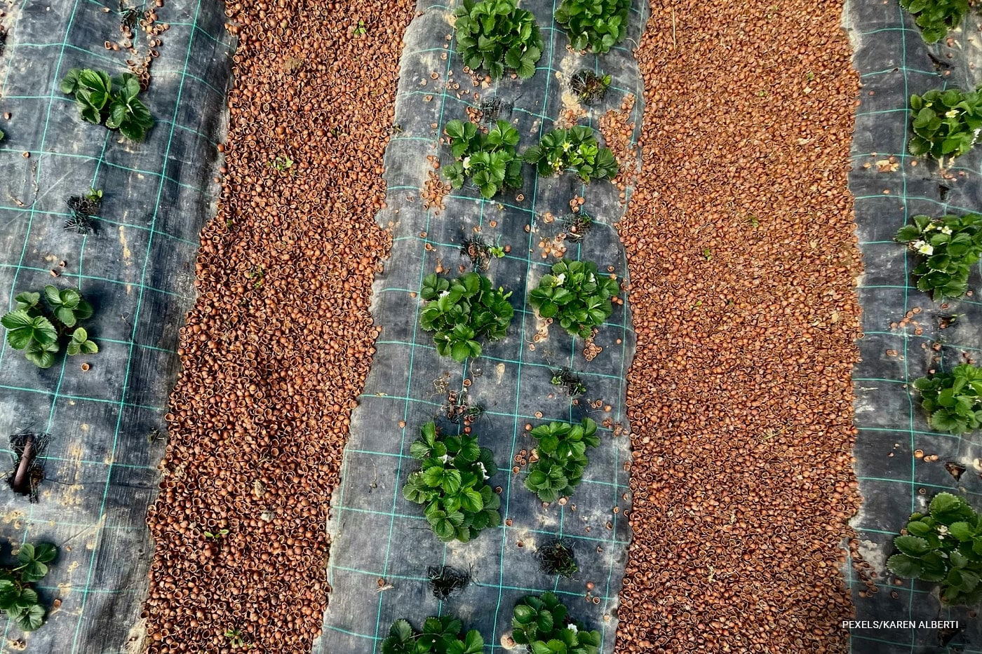 top view of garden covered with landscape fabric