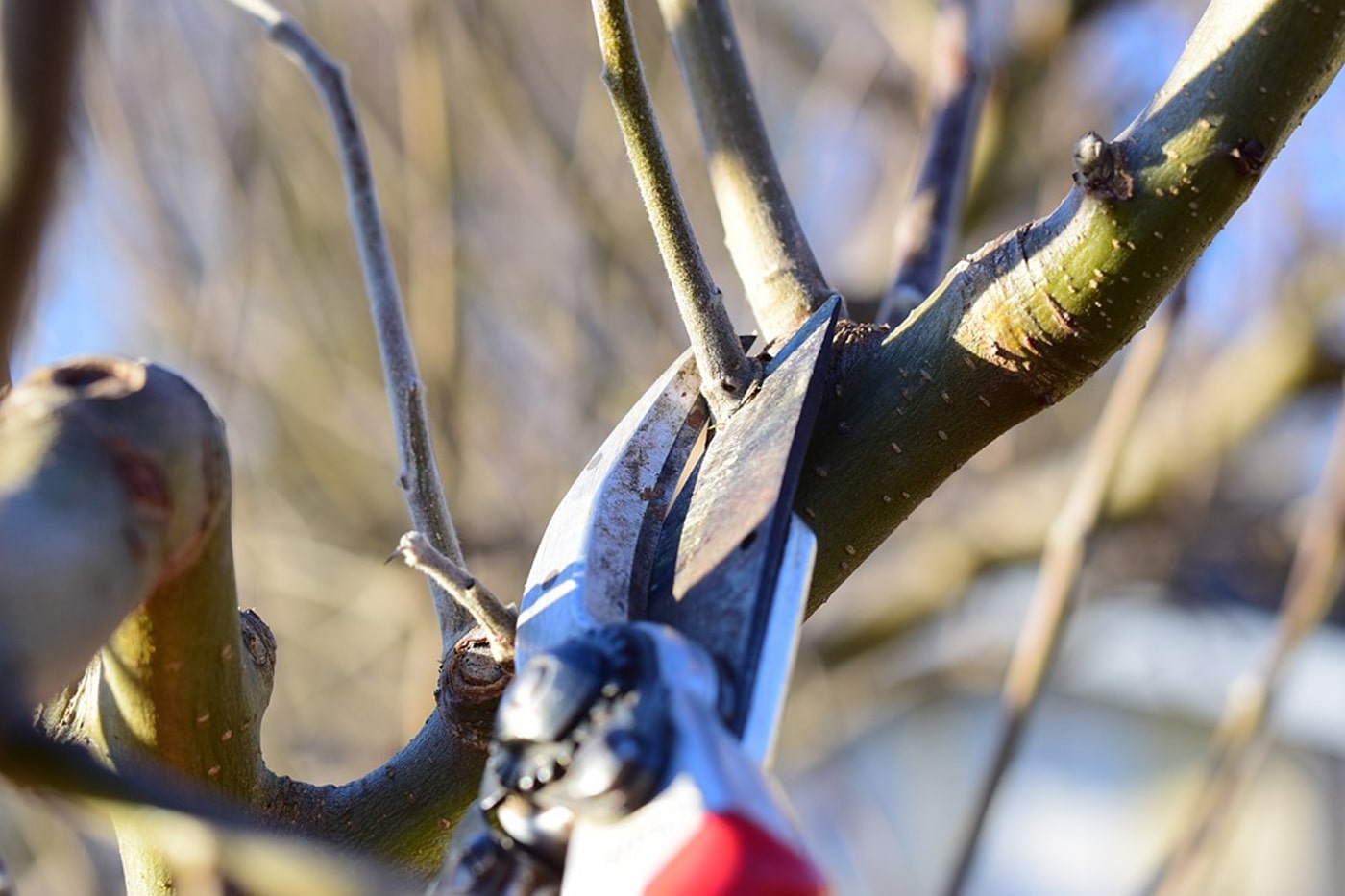 Garden Tools and Winter Pruning Guide for Trees and Shrubs – ECOgardener
