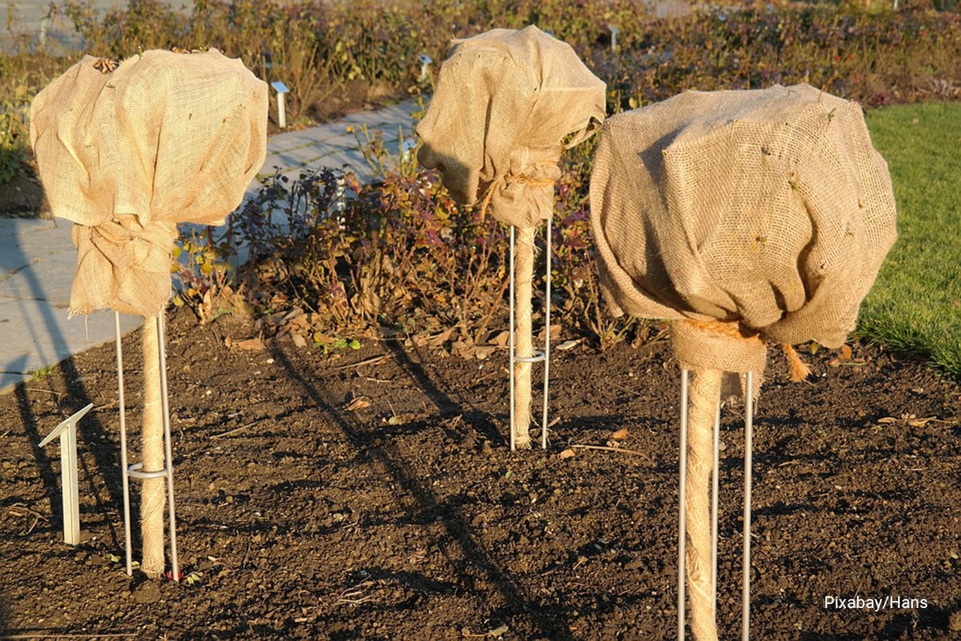 burlaps covering plants