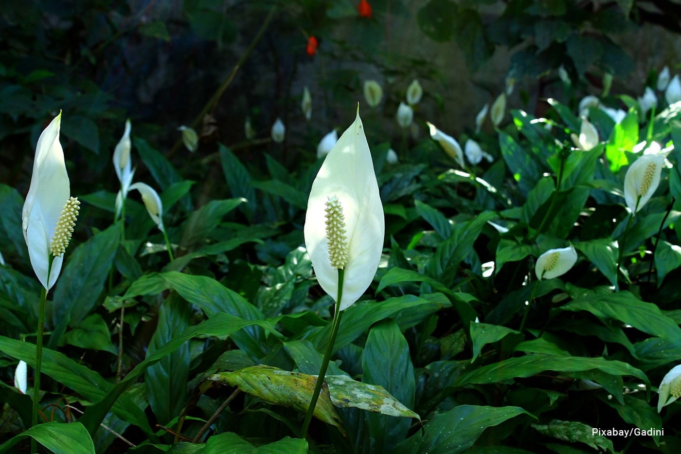 peace lily garden