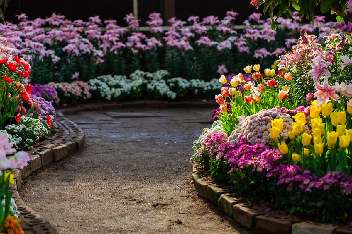 A beautiful garden full of colorful flowers