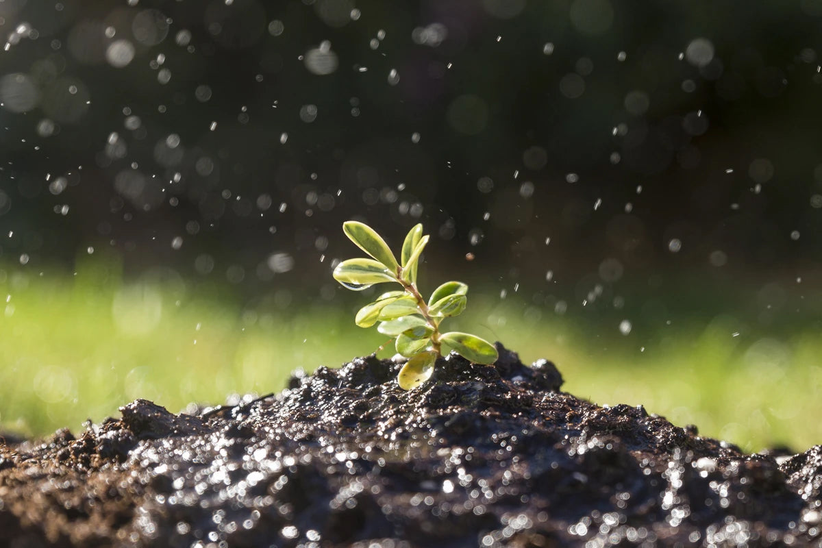 Plant growing in moist soil