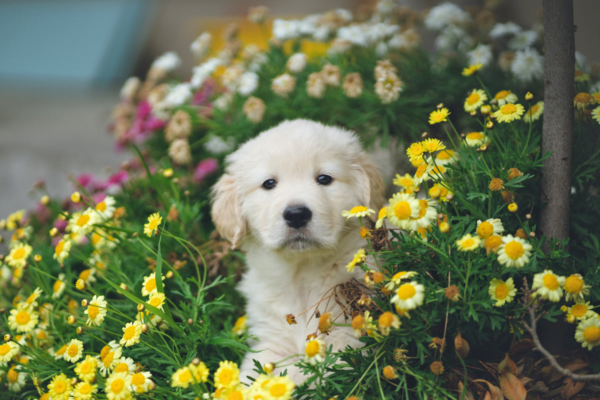 A puppy in a flower garden
