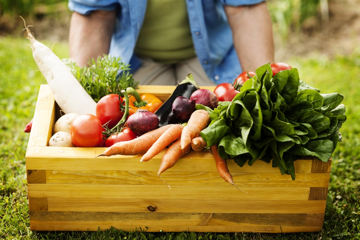 A farmer harvesting vegetables