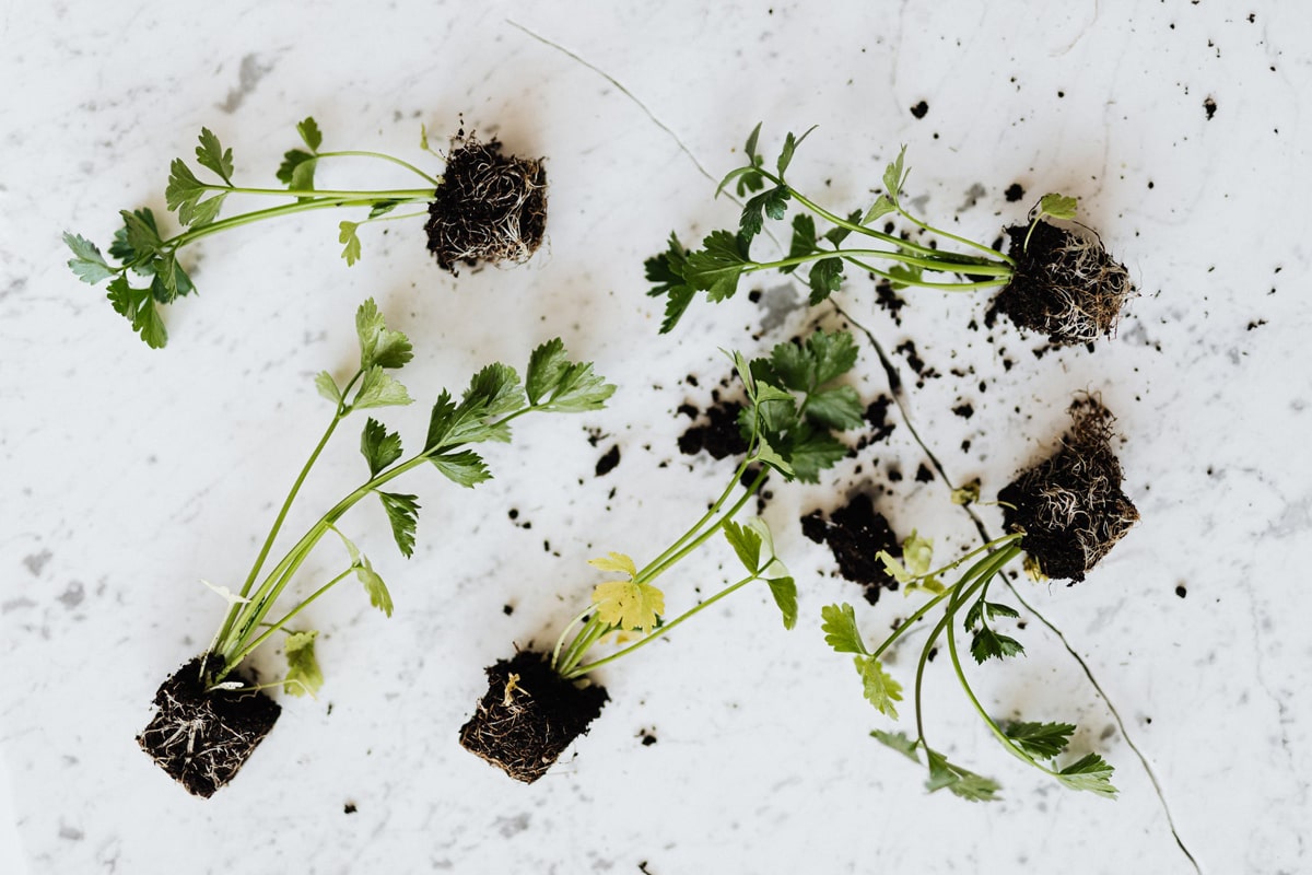 Herb plants out of their pots