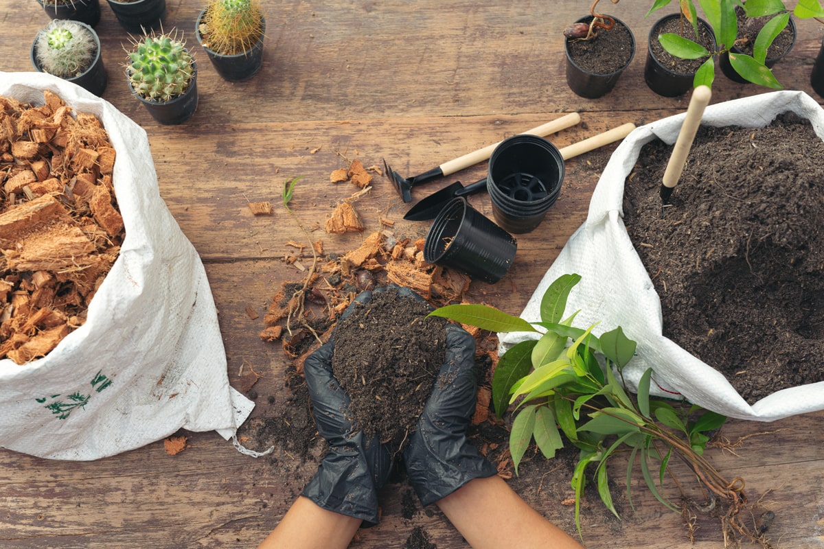 A person holding a soil for planting