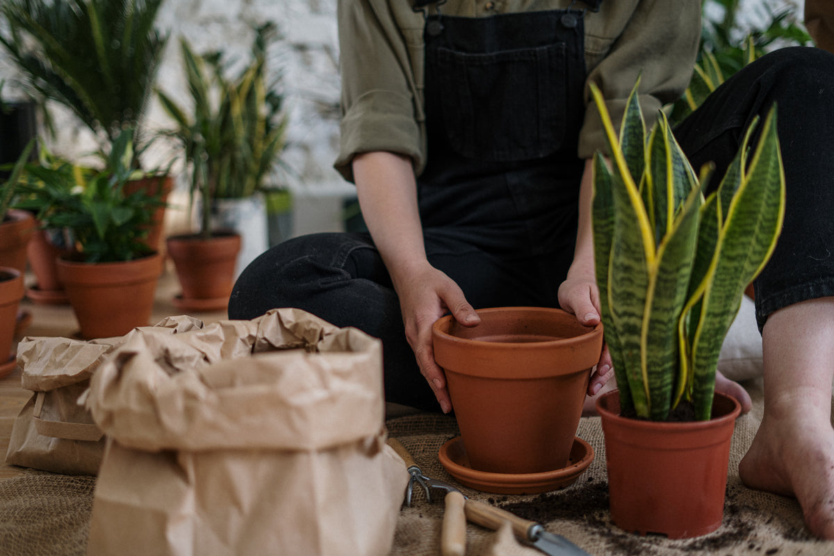 How to Repot Plants Without Killing Them ECOgardener