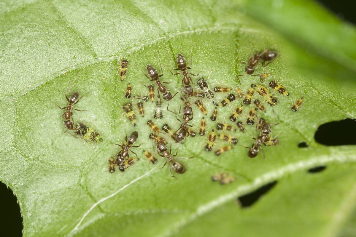 Pest Control for Raised Beds - Preventing Pests in Your Garden  ECOgardener