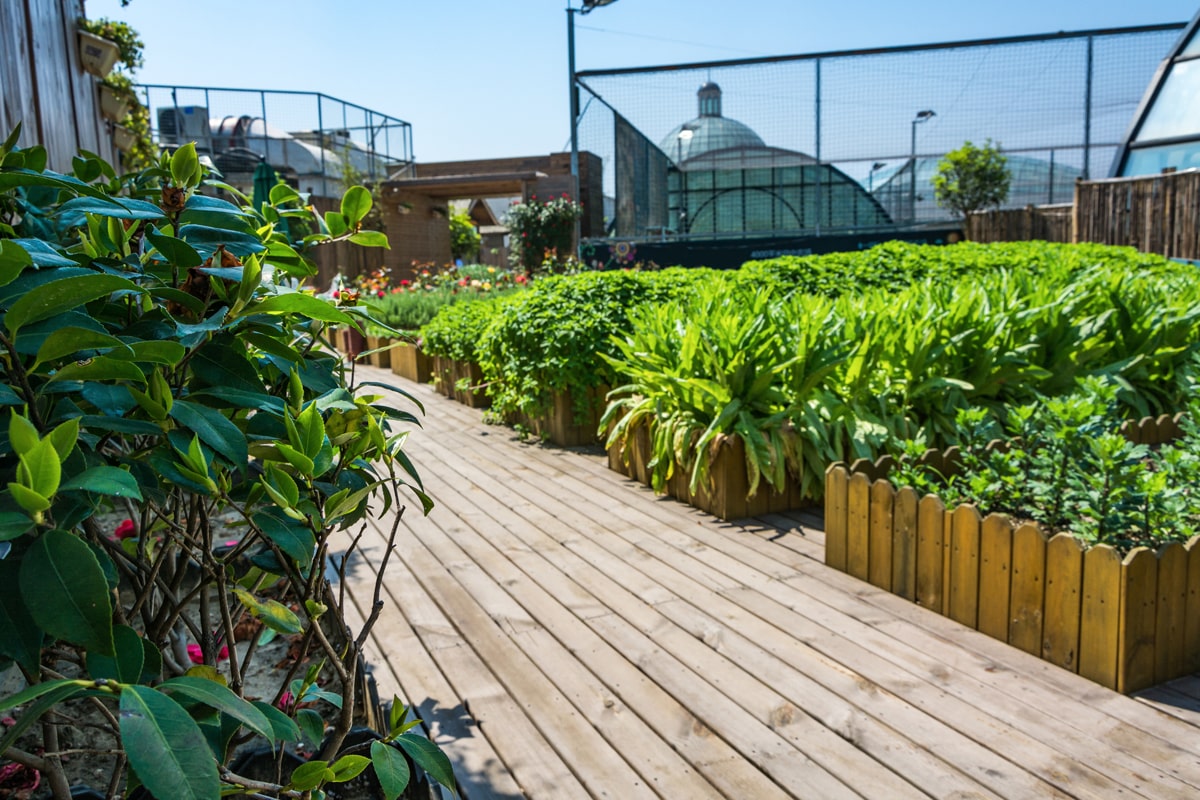 A garden full of raised beds