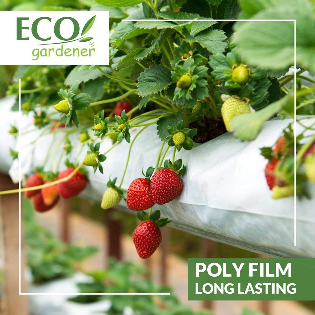 Greenhouse Clear Poly Film