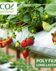Greenhouse Clear Poly Film
