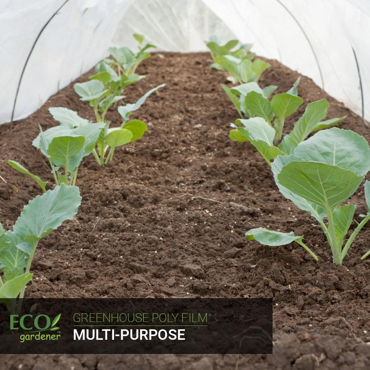 Plants enclosed in Ecogardener greenhouse poly film