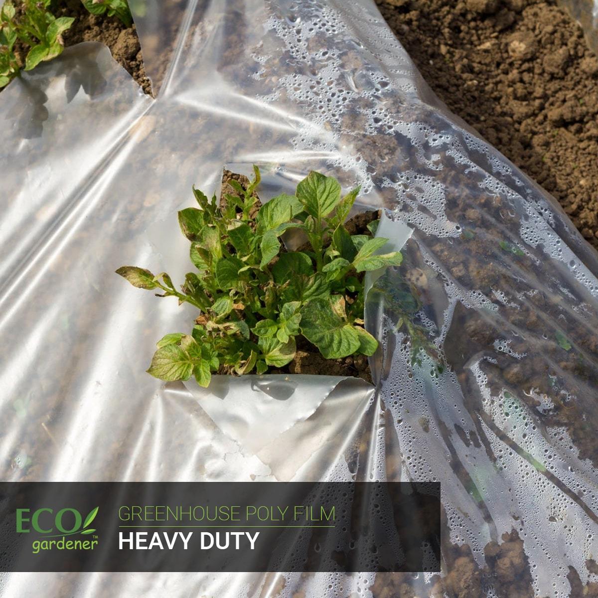 A plant being covered by a greenhouse polyfilm