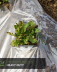A plant being covered by a greenhouse polyfilm