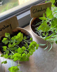 ECOgardener Herb Garden Kit