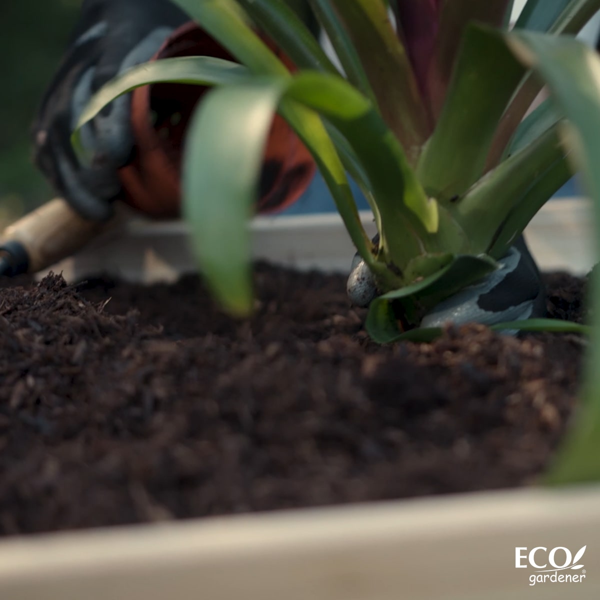 A person planting plants in the Ecogardener Raised Bed