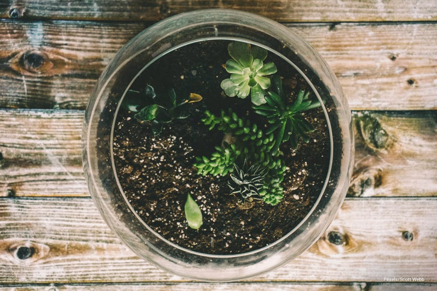 Top view of Terrariums