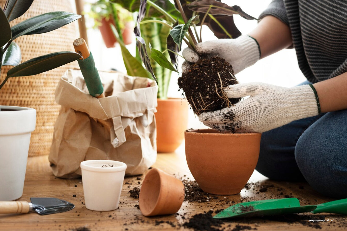 woman holding plants with roots and soil