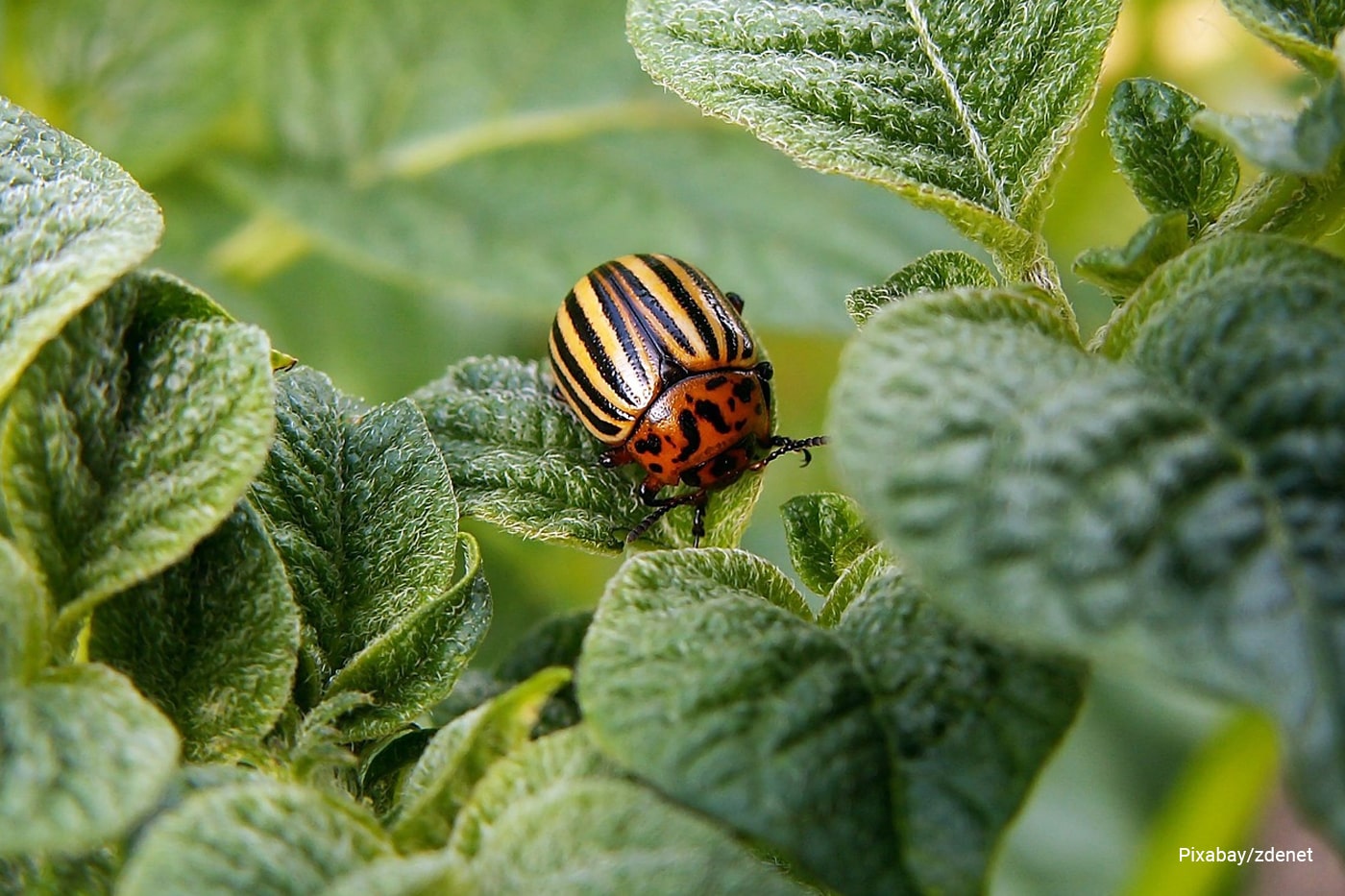 Close up bugs garden pests