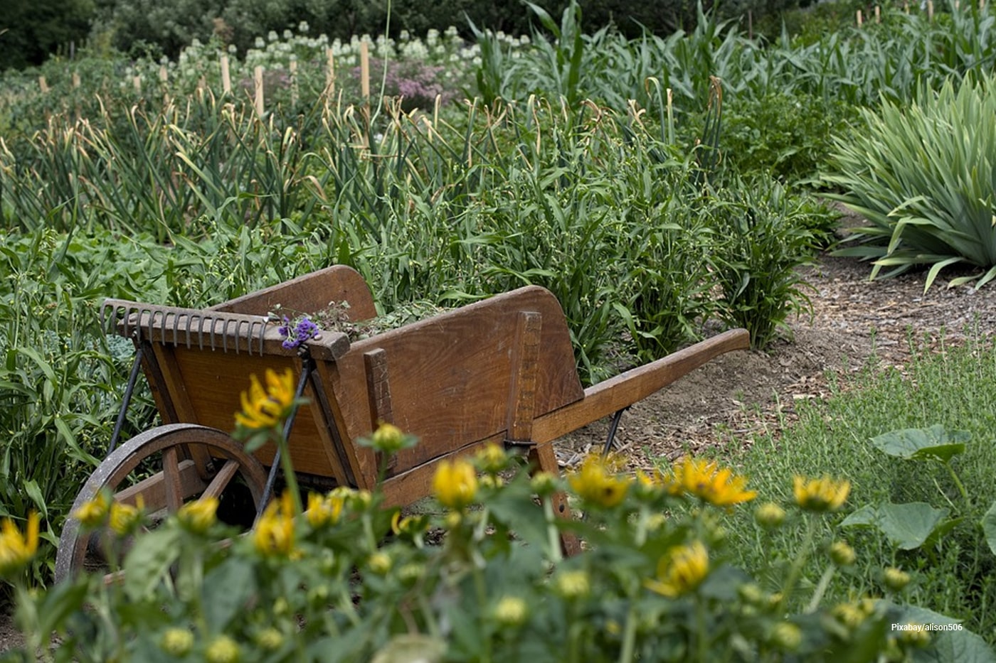 garden with wheelbarrow 