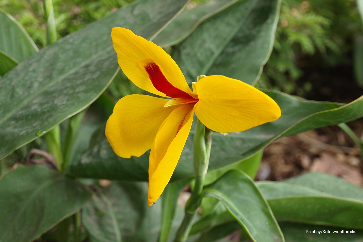 Low maintenance plants for the garden