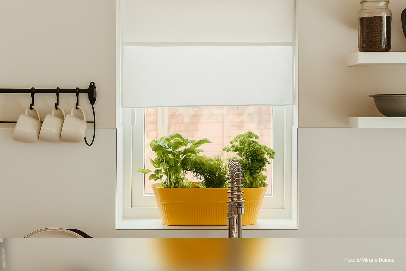herb plants on the kitchen windowsill 