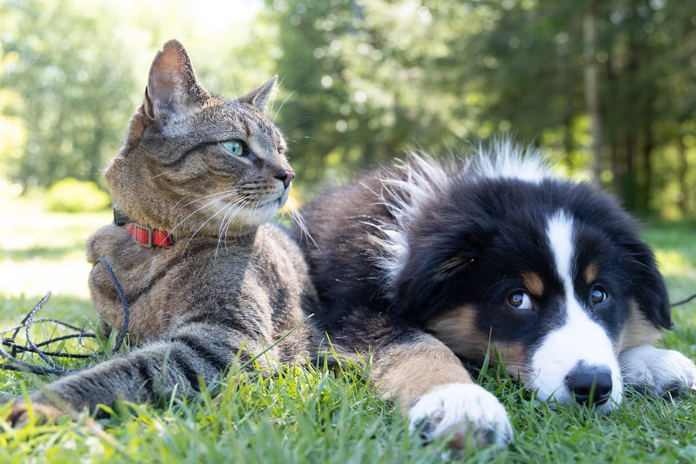 Cat and dogs at backyard garden