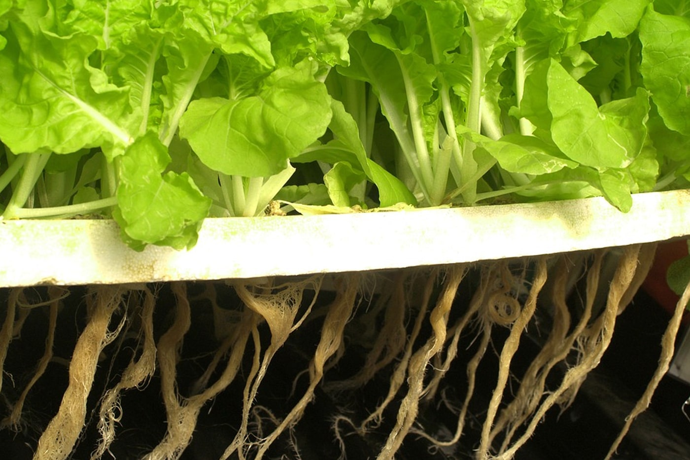 Lettuce hydroponics garden 