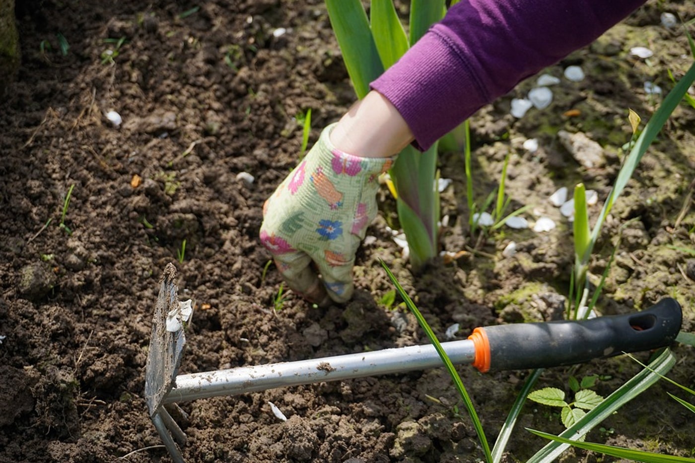 pulling weeds