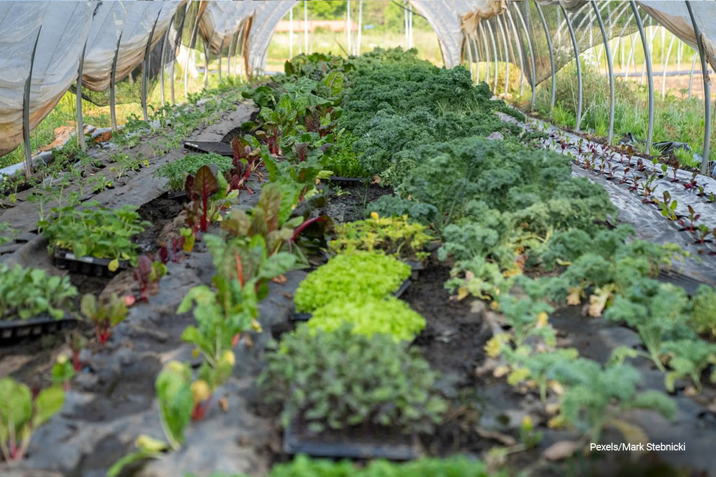 small greenhouse vegetable garden