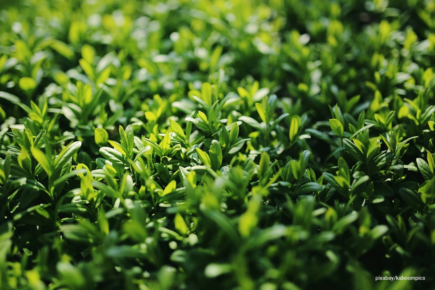 privet plants