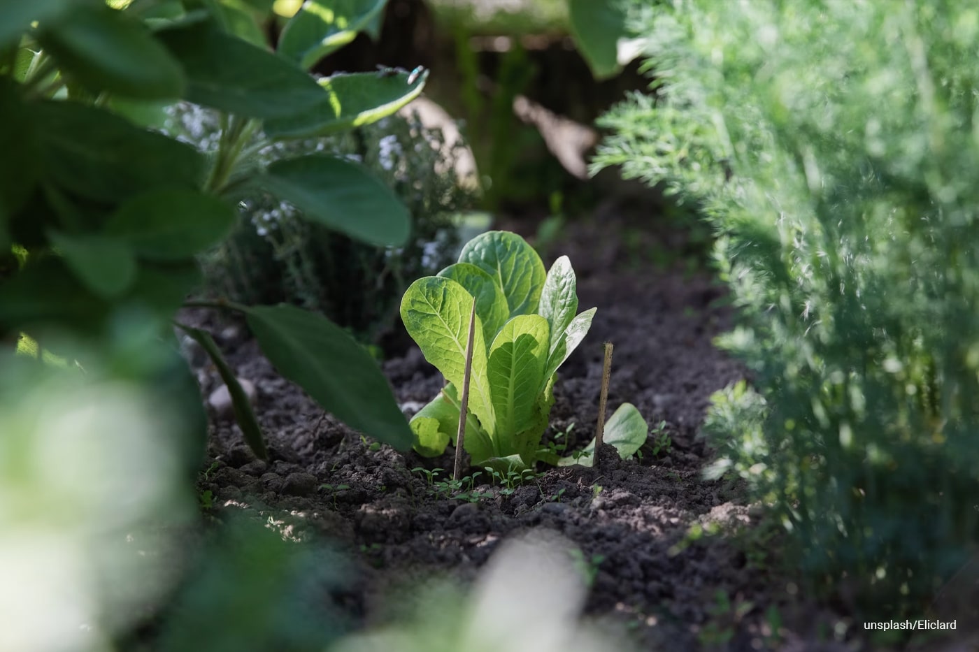 lettuce surrounded by different vegetable