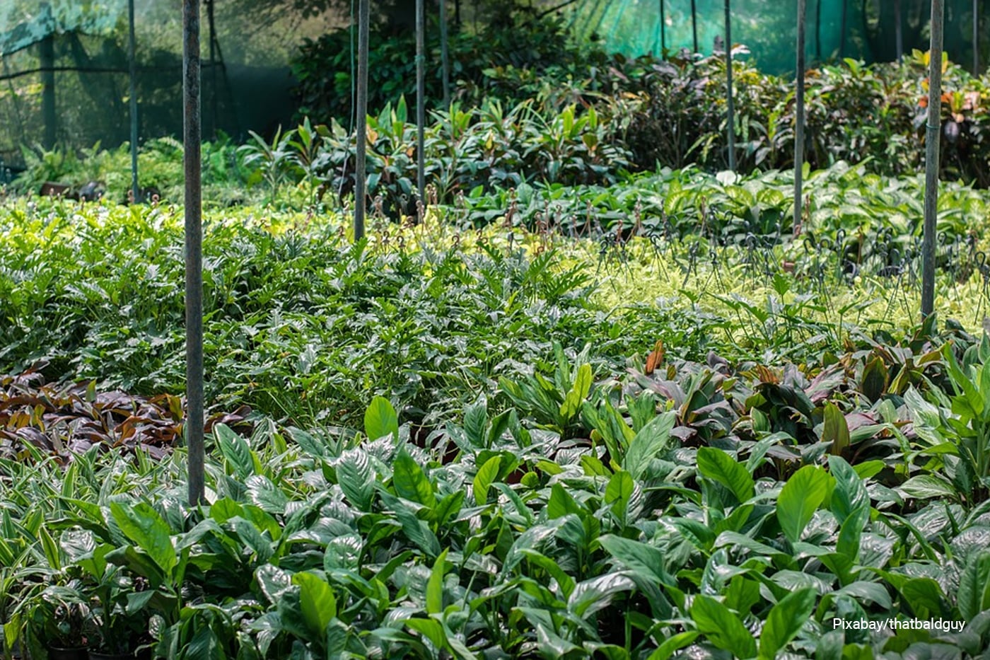 plant nursery