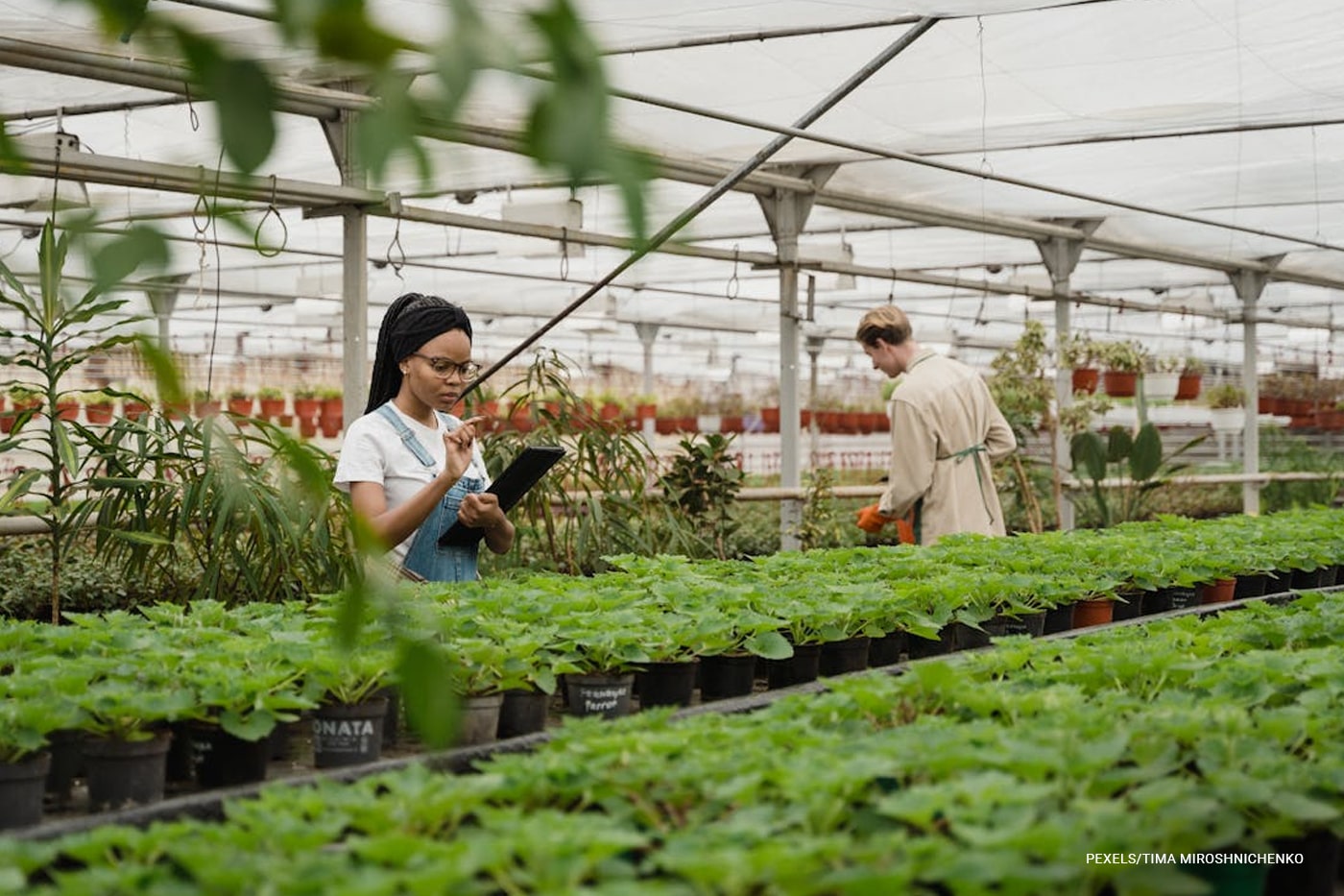 woman holding table at the greenhouse 