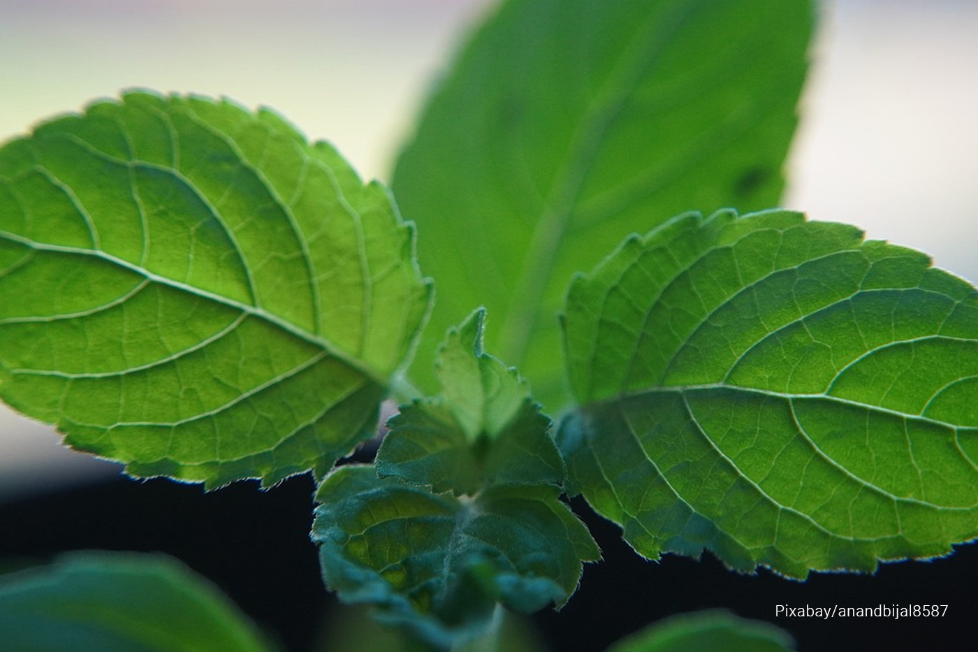 holy basil