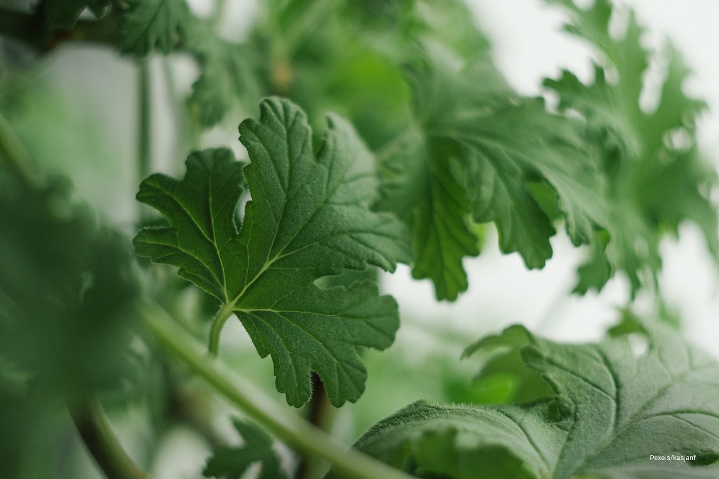 Close up of Geranium Plant